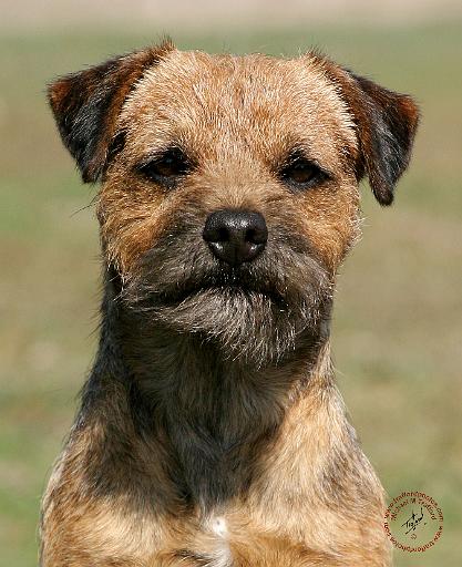 Border Terrier 9Y325D-038.JPG